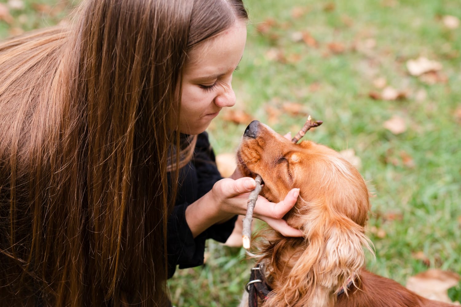 Zyrtec dosage for dogs