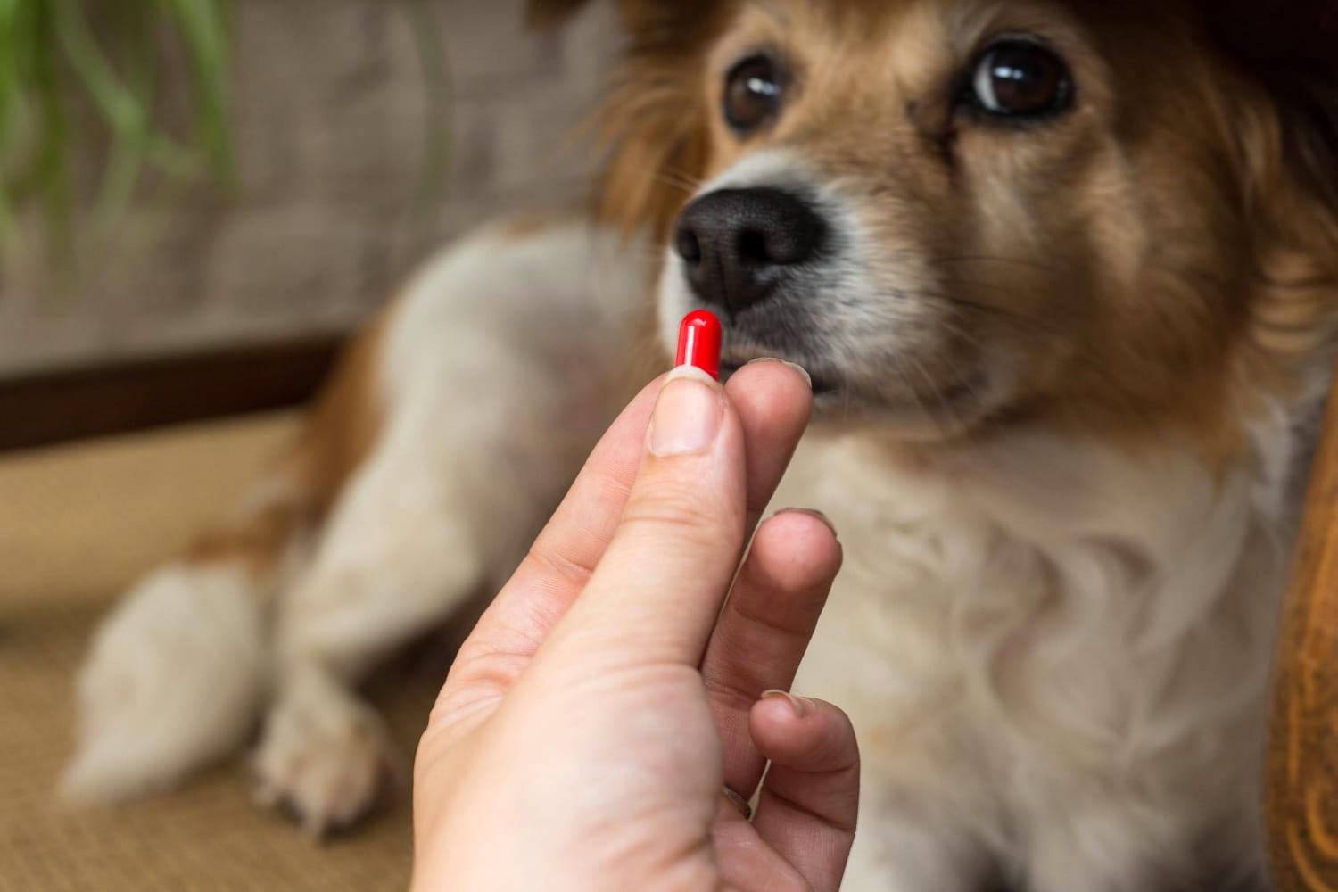 Zyrtec dosage for dogs