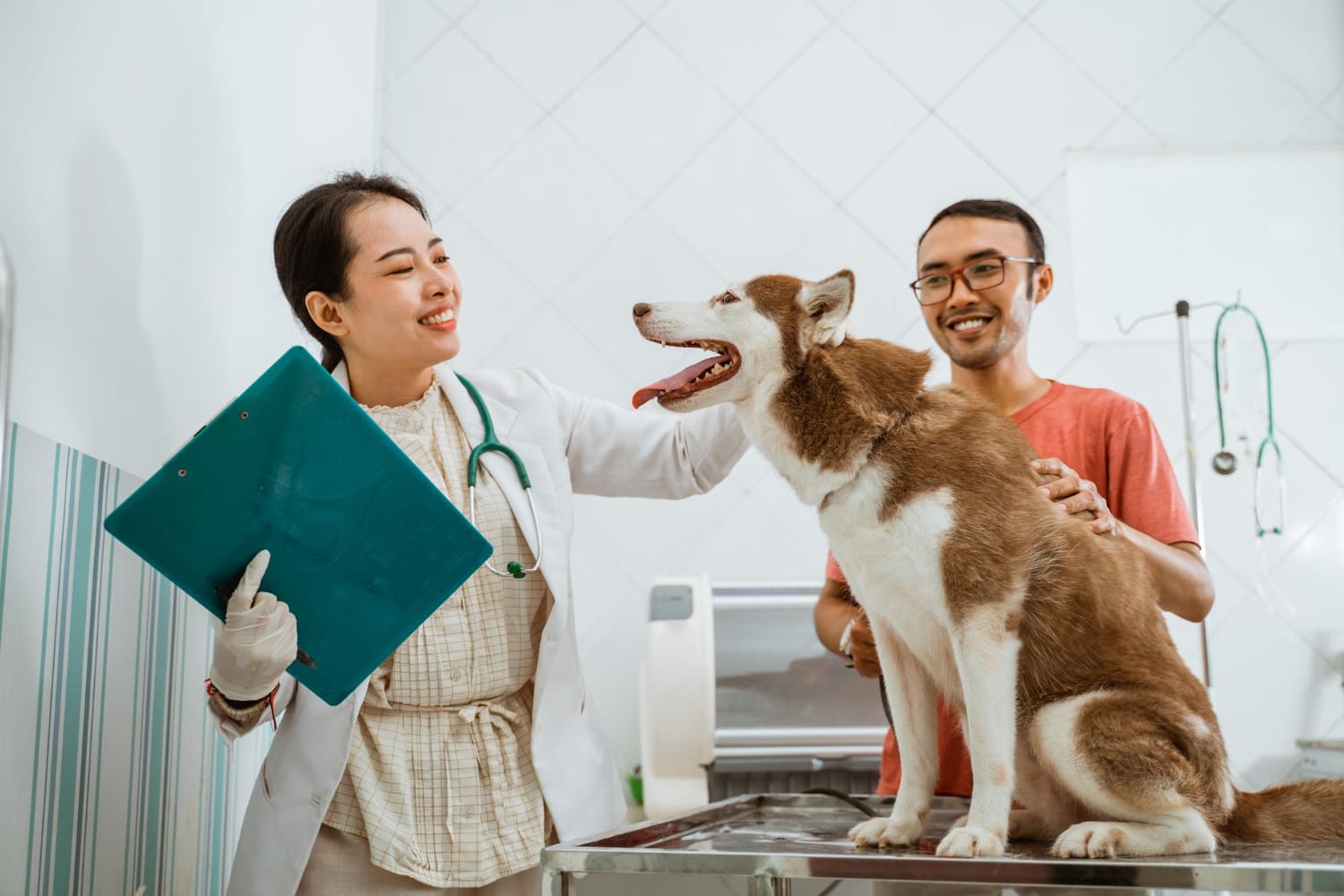 Zyrtec dosage for dogs