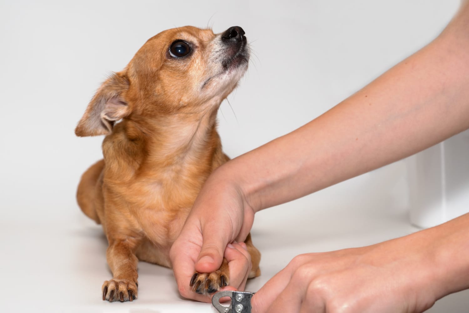 Zyrtec dosage for dogs