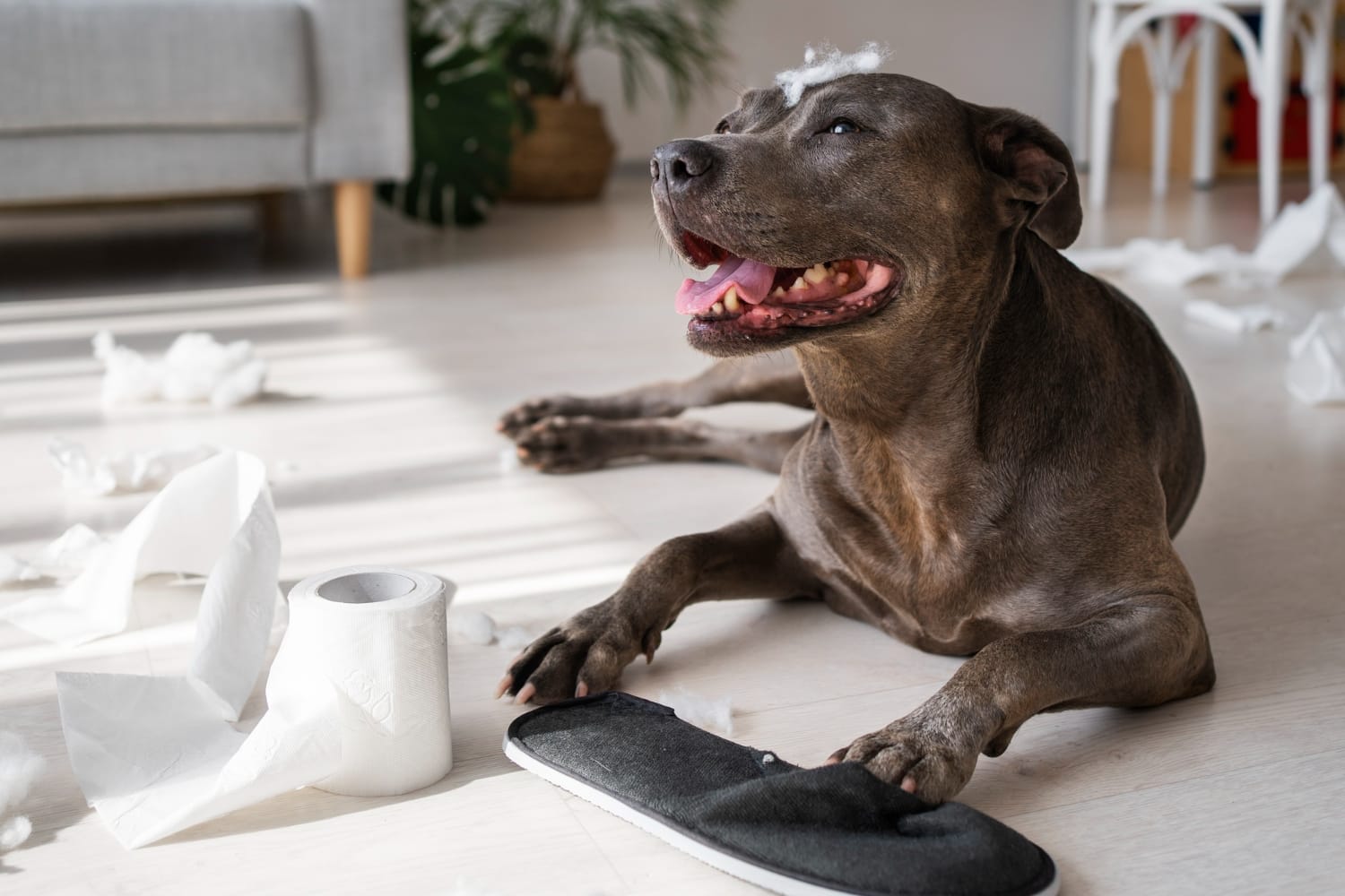 Zyrtec dosage for dogs